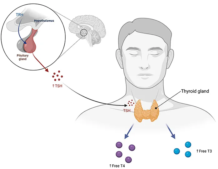 تیروئید نرمال