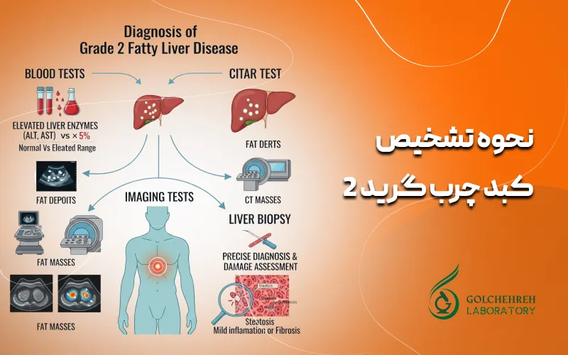 نحوه تشخیص کبد چرب گرید 2