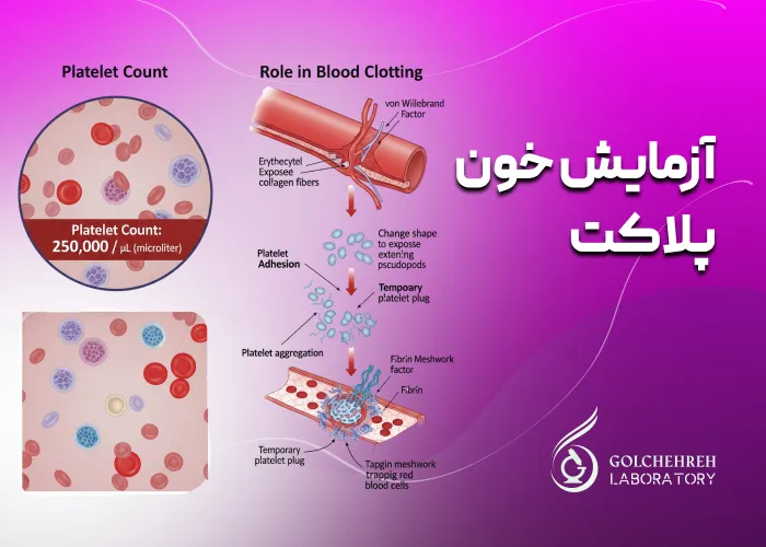 آزمایش خون پلاکت: انواع، کاربرد و تفسیر نتایج